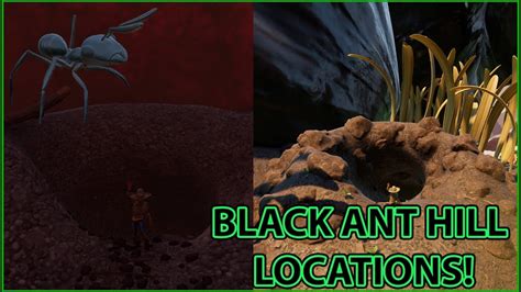 black anthill grounded|ground black ant hill locations.